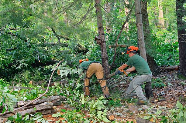 Residential Tree Removal in Jamestown, ND